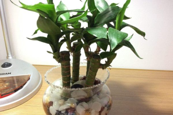 養(yǎng)富貴竹妙招，水培養(yǎng)殖的方法最棒