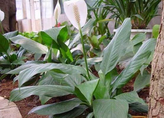 一帆風(fēng)順用什么花盆好，排水透氣、價(jià)格便宜素?zé)? src="/nongchan/d/file/20201223/b4msyhv24t1.jpg" style="width: 555px; height: 407px;" / data-HrAz="d2WyP2"></p>
<p data-sfr2="zTLQrn">
	<strong data-gNvr="WIKHH2">5、</strong>一般來(lái)說(shuō)，一帆風(fēng)順最適宜的花盆為排水透氣性好、價(jià)格便宜的素?zé)?。盆的大小?yīng)根據(jù)植物的種類、大小和根系發(fā)育情況具體對(duì)待，一般草花成苗用口徑20厘米的盆即可。</p>
<p data-ZE1n="arwW1s">
	<img alt=