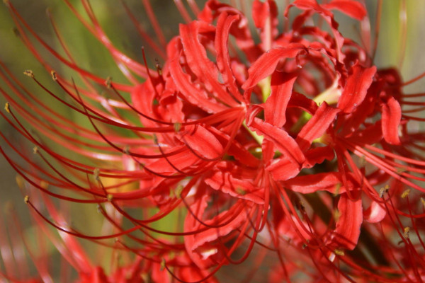 彼岸花養(yǎng)在東北能活嗎