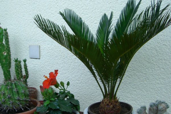 鐵樹怎么養(yǎng)