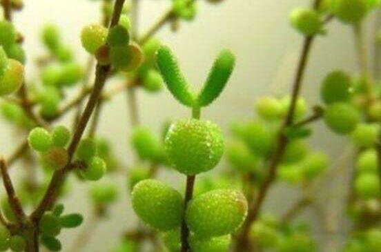 碧光環(huán)怎么種，保持盆土微濕潤/秋季種植存活率高