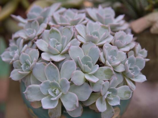 寶石花應(yīng)該怎么養(yǎng)，只要全面掌握五個要點生長無憂