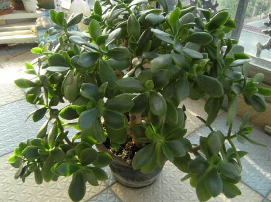 盆栽玉樹怎么養(yǎng)護(hù)，老農(nóng)總結(jié)七大養(yǎng)護(hù)方法