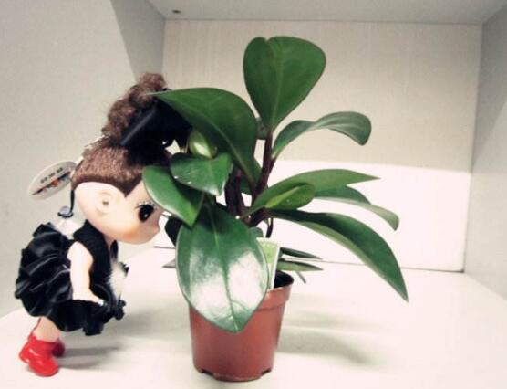 紫邊碧玉的養(yǎng)殖方法，老農(nóng)總結(jié)的七個基本方法