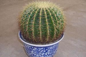 仙人球多久澆次水，仙人球澆水方法