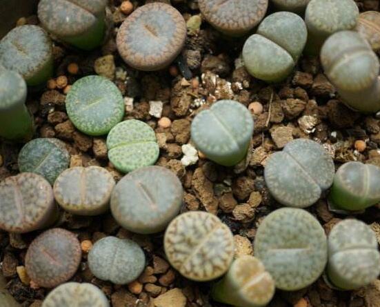 生石花有多少品種，欣賞最好看的六大品種