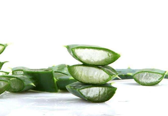 蘆薈一片葉子能栽活嗎，可以/但是要遵循科學(xué)的杵插方法