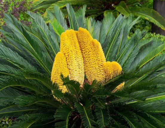 鐵樹開花是吉還是兇，預(yù)示生活美滿、大吉大利(吉兆)