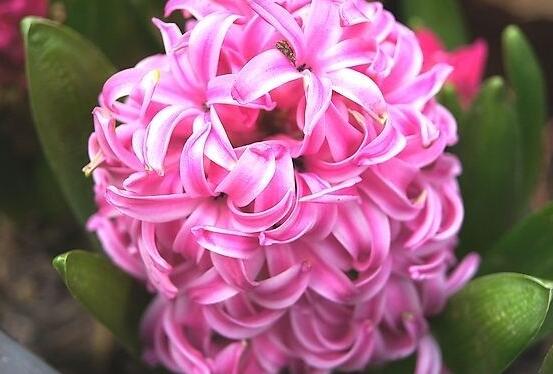 風信子象征著什么意思，重生的愛/不同花色不同象征意義