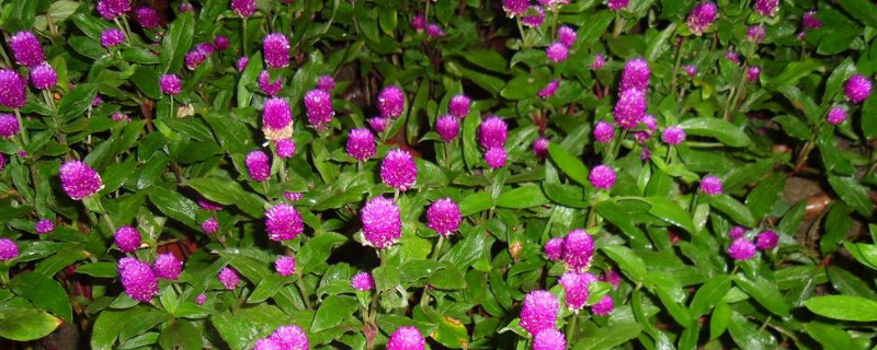 千日紅鮮花怎么養(yǎng)護(hù)