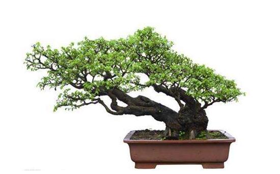 盆栽羅漢松怎么養(yǎng)，盆栽羅漢松養(yǎng)殖方法