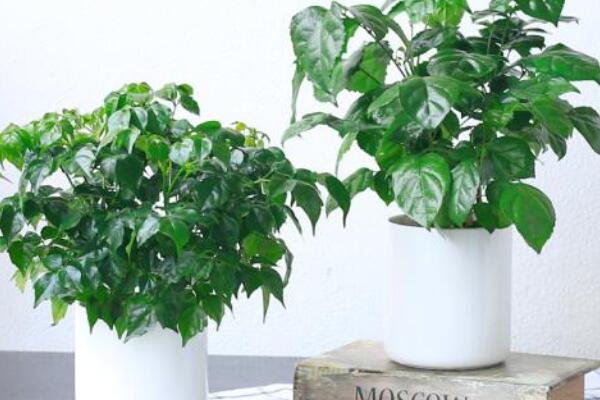 幸福樹葉尖發(fā)黑掉葉子，主要是這幾種原因造成的