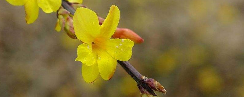 迎春花是什么季節(jié)開的