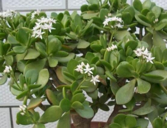 玉樹(shù)如何施肥，做到薄肥勤施原則(春夏秋冬)