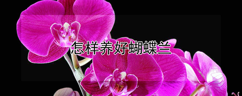 怎樣養(yǎng)好蝴蝶蘭