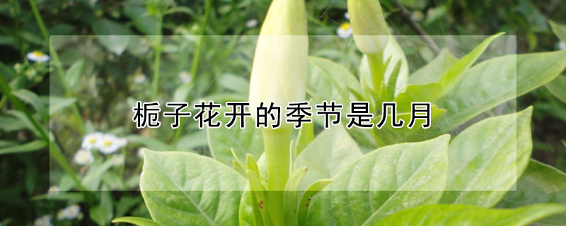 梔子花開(kāi)的季節(jié)是幾月