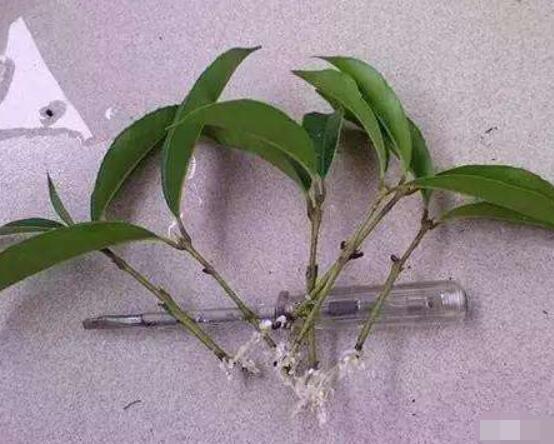橡皮樹剪下來怎么生根，做好五個步驟便可發(fā)芽長葉