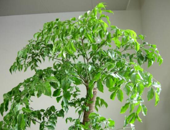 幸福樹的寓意，象征著家庭和美，幸?？鞓? data-M99W=