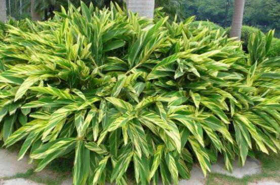 萬年青樹的種類，好看的六種萬年青圖片欣賞