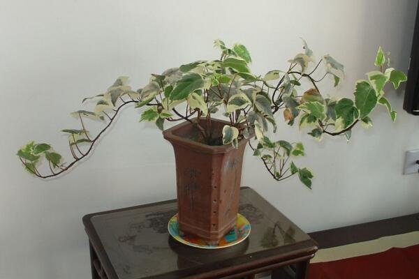 常青藤可以天天噴水嗎，只有夏季才可以天天噴水