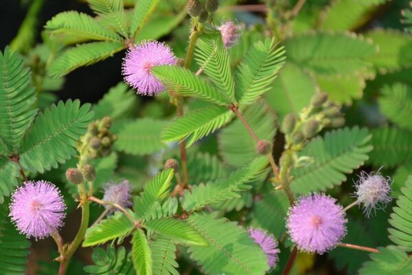 家里能養(yǎng)含羞草嗎，不能養(yǎng)（引起脫發(fā)、導(dǎo)致孕婦流產(chǎn)）