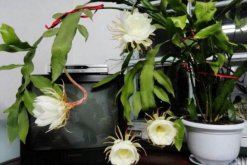 曇花冬季怎么養(yǎng)，不可疏忽的5大要點(diǎn)