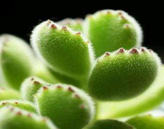 熊童子怎么養(yǎng)才能飽滿，老農總結五個重要養(yǎng)護措施