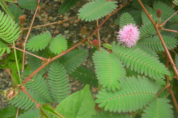 含羞草怎么養(yǎng)長得快