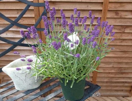 薰衣草怎么澆水，薰衣草多久澆一次水/三天澆一次