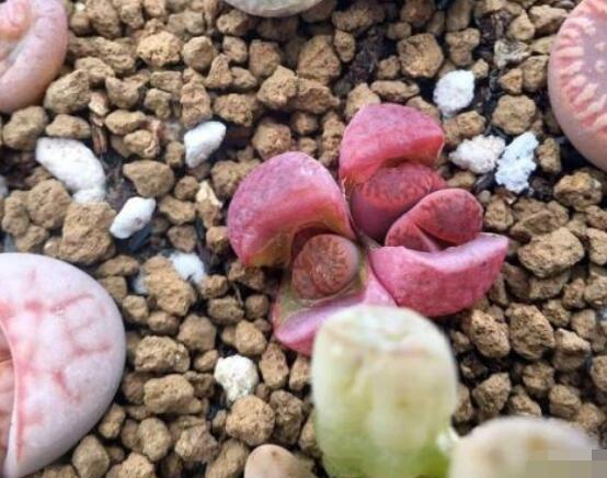 生石花家庭養(yǎng)護(hù)，老農(nóng)總結(jié)最實(shí)用五大要點(diǎn)