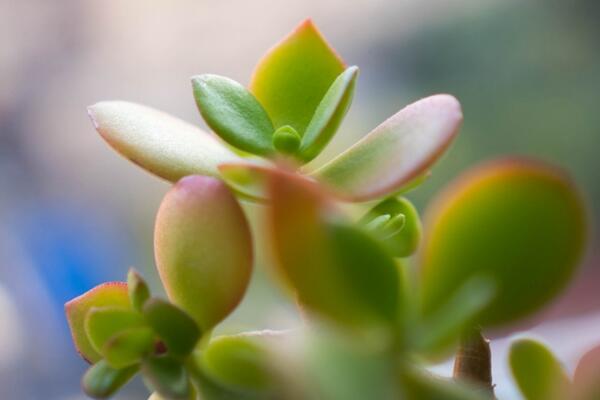 燕子掌適合室內(nèi)養(yǎng)殖嗎，要保證充足的光照