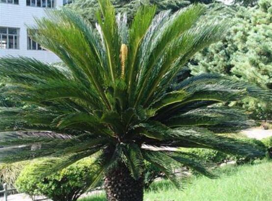 鐵樹開花是吉還是兇，預(yù)示生活美滿、大吉大利(吉兆)