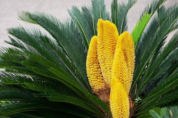 鐵樹(shù)開(kāi)花圖片，開(kāi)花條件以及征兆