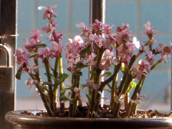 雅樂(lè)之舞的養(yǎng)殖方法和注意事項(xiàng)，老農(nóng)總結(jié)最實(shí)用八大養(yǎng)殖方法