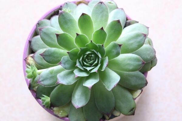 寶石花有什么作用，寶石花的四種作用