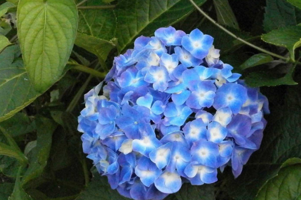 繡球花頭軟了怎么辦