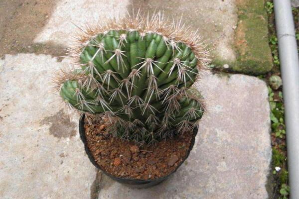 仙人球是怎樣繁殖的，有扦插/嫁接/播種三種方法