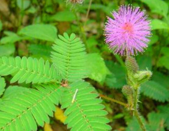 含羞草有毒嗎可以碰嗎，毒性比較輕微/盡量別長(zhǎng)時(shí)間接觸