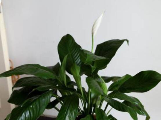 一帆風(fēng)順花蔫了怎么辦，教你四種解決辦法(花大色艷)