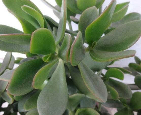 燕子掌掉葉子怎么辦，老農(nóng)教你三種最直觀解決方法