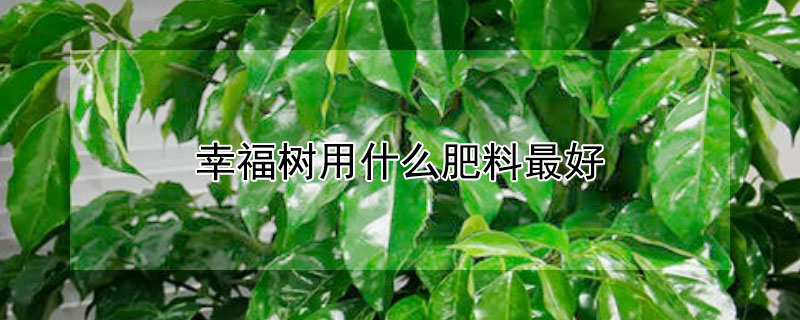 幸福樹(shù)用什么肥料最好