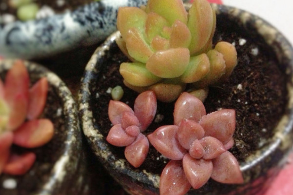 姬朧月多肉怎么養(yǎng)殖