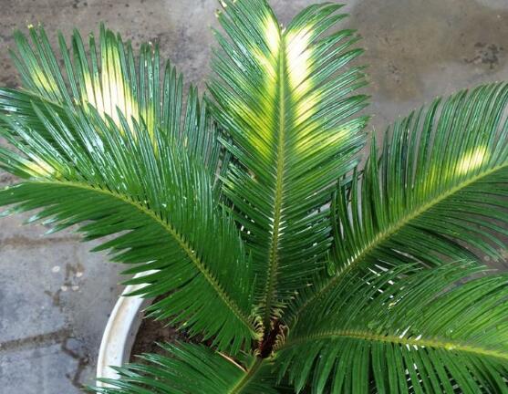 鐵樹葉子發(fā)黃怎么辦，鐵樹葉子發(fā)黃解決辦法