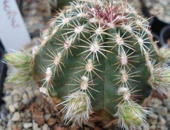 仙人球用什么土養(yǎng)好，兩份壤土兩份腐葉土三份粗沙進行配置