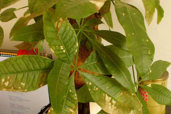 金錢樹(shù)和發(fā)財(cái)樹(shù)的區(qū)別