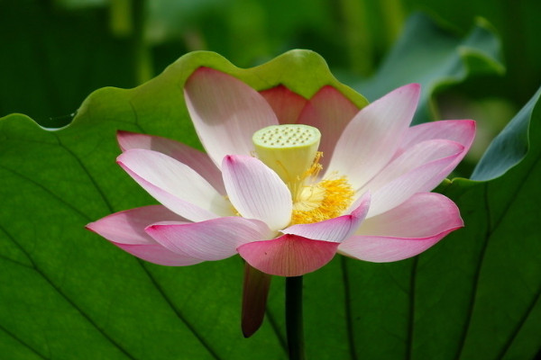 荷花的栽培與養(yǎng)護技術(shù)