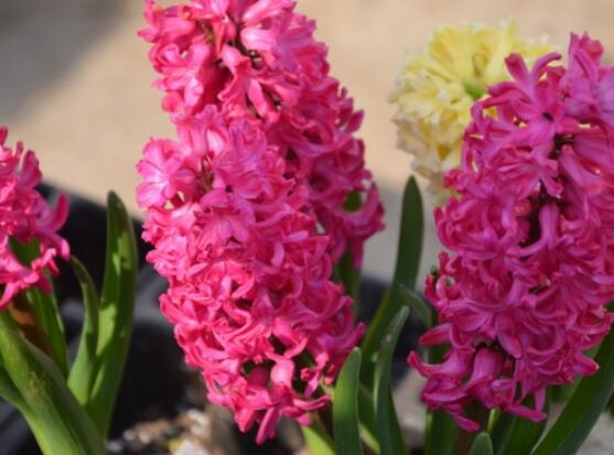 風(fēng)信子怎么施肥吸收效果最好，推薦兩種最見效的吸肥方法