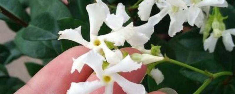 風(fēng)車茉莉的越冬方法
