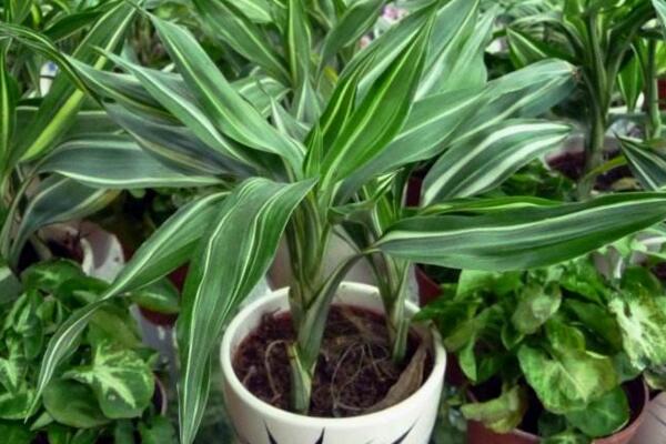 富貴竹能放臥室嗎，可以放在臥室