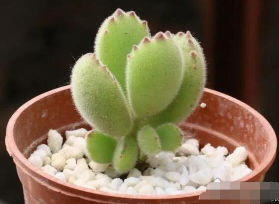 熊童子葉子發(fā)軟怎么辦，總結(jié)最實用三種解決方法